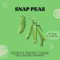 Snap Speckled Peas - Garden Seed
