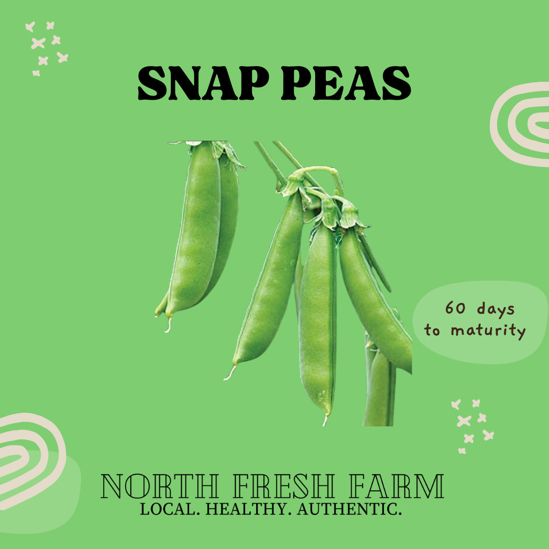 Snap Speckled Peas - Garden Seed