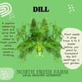 Dill Bouquet - Garden Seed