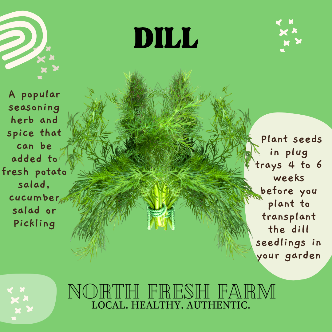 Dill Bouquet - Garden Seed