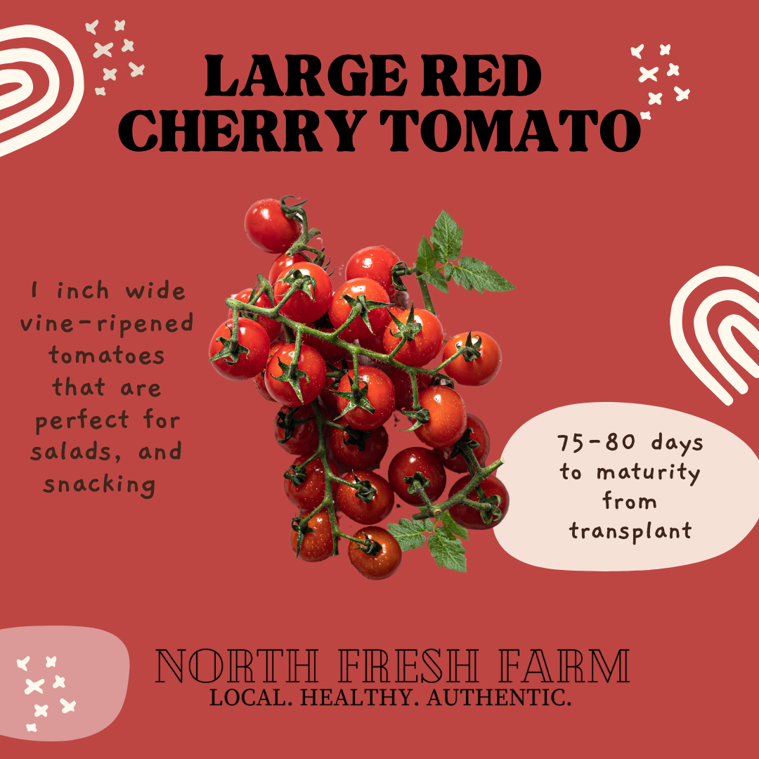 Large Red Cherry Tomato - Garden Seed