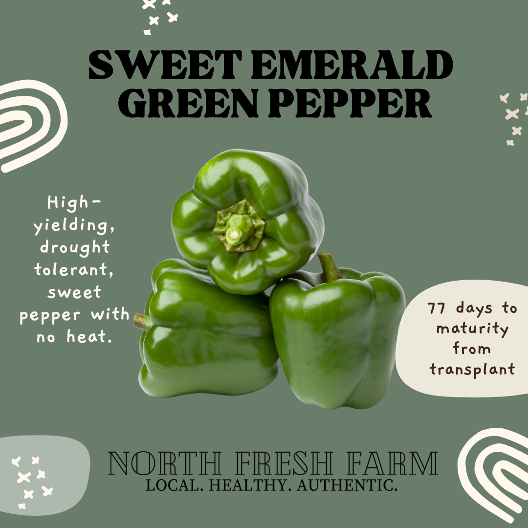 Sweet Emerald Green Pepper - Garden Seed