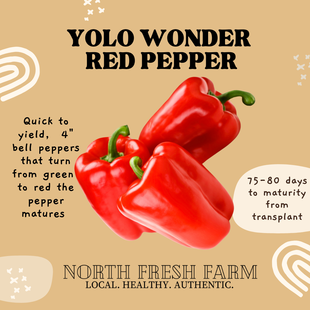 Yolo Wonder Red Pepper - Garden Seed