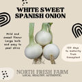 White Sweet Spanish Onion - Garden Seed