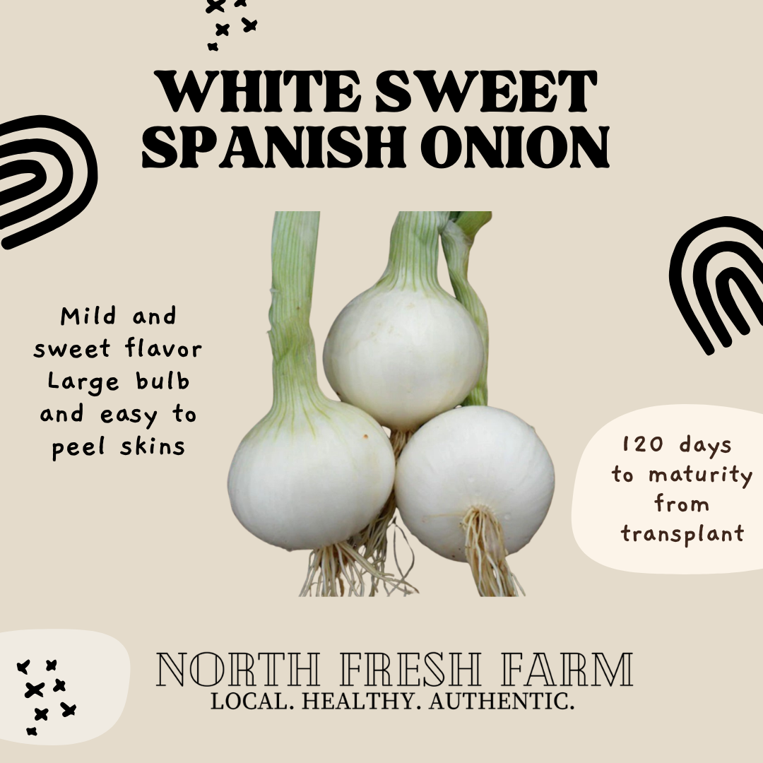 White Sweet Spanish Onion - Garden Seed