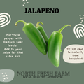 Jalapeño - Garden Seed