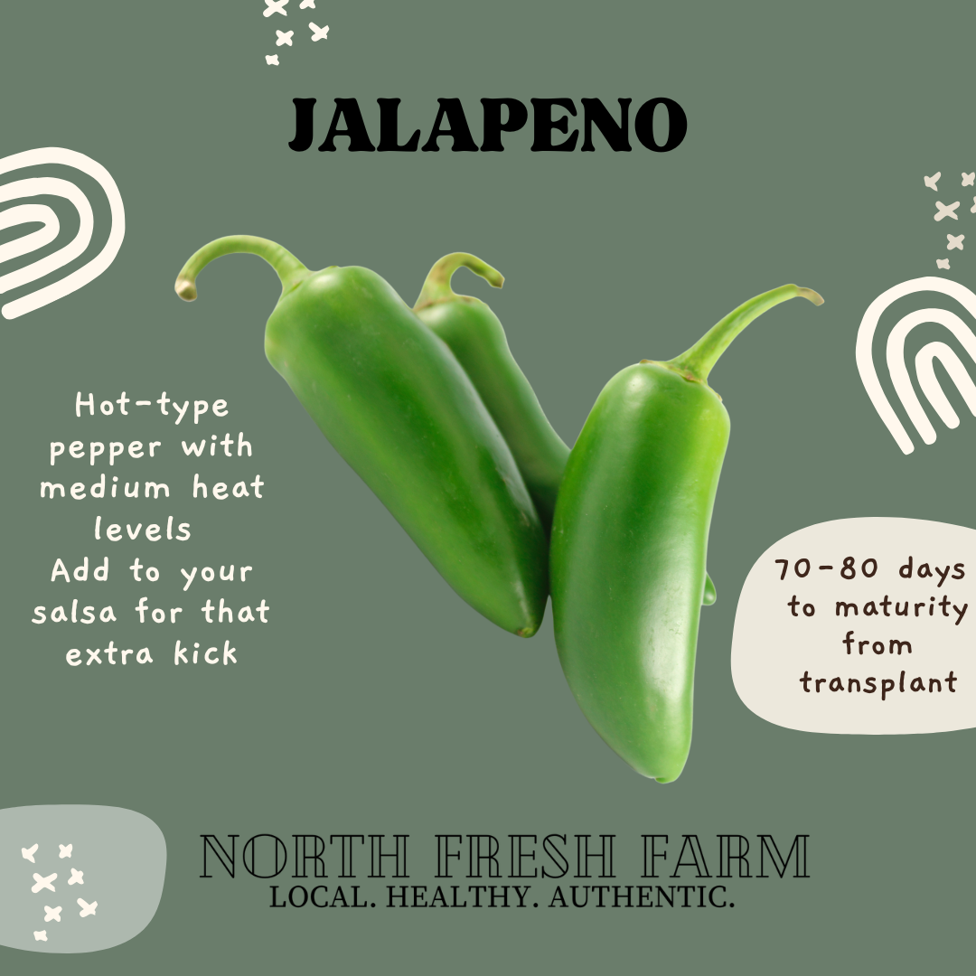 Jalapeño - Garden Seed