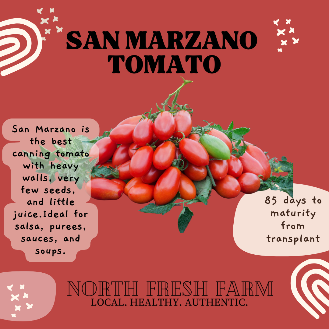 San Marzano Tomato - Garden Seed