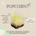 Popcorn Microgreens Seeds