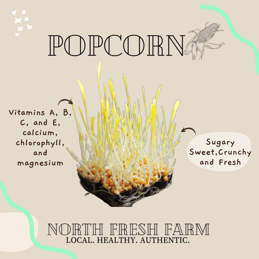 Popcorn Microgreens Seeds