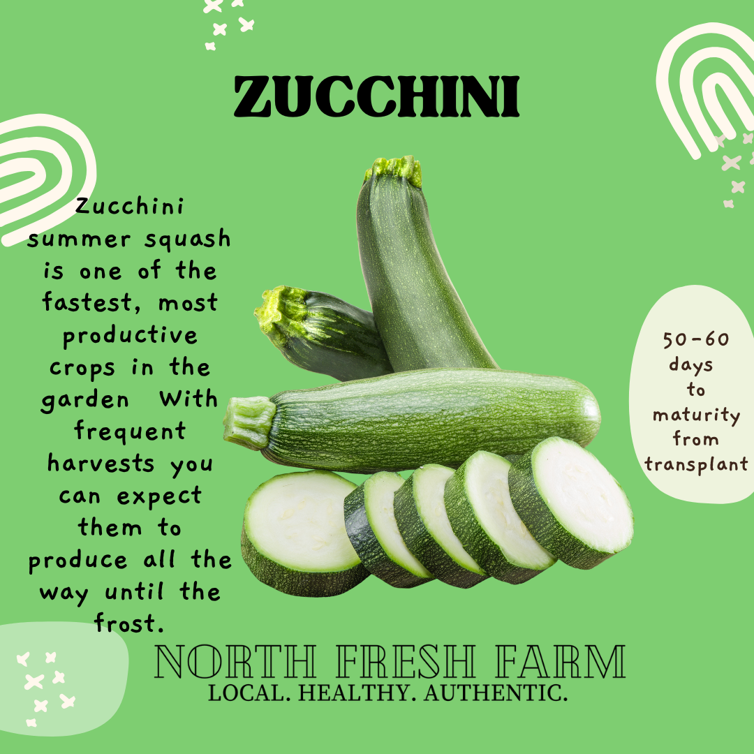 Zucchini - Garden Seed