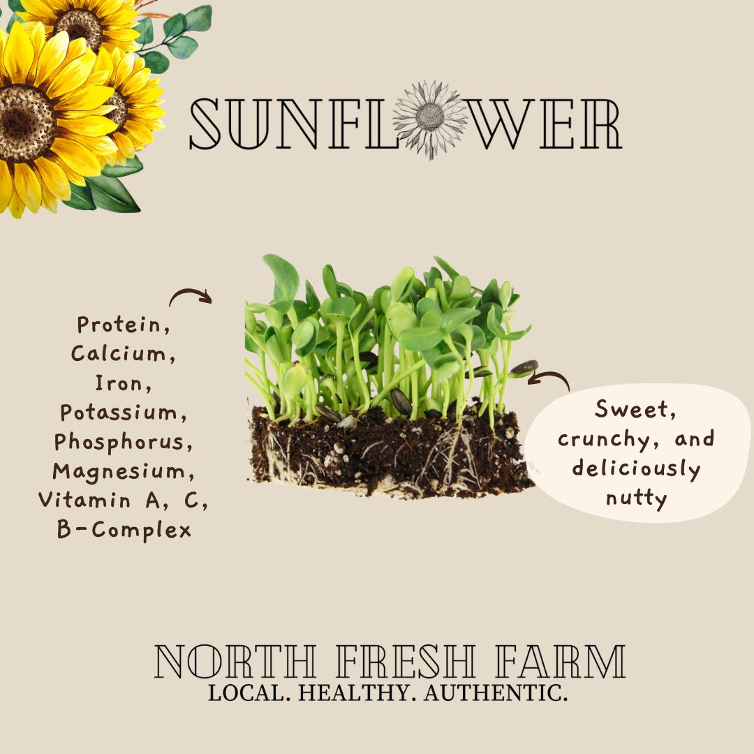 Black Oil Sunflower Microgreens Seeds