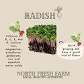 Radish Microgreens Seeds