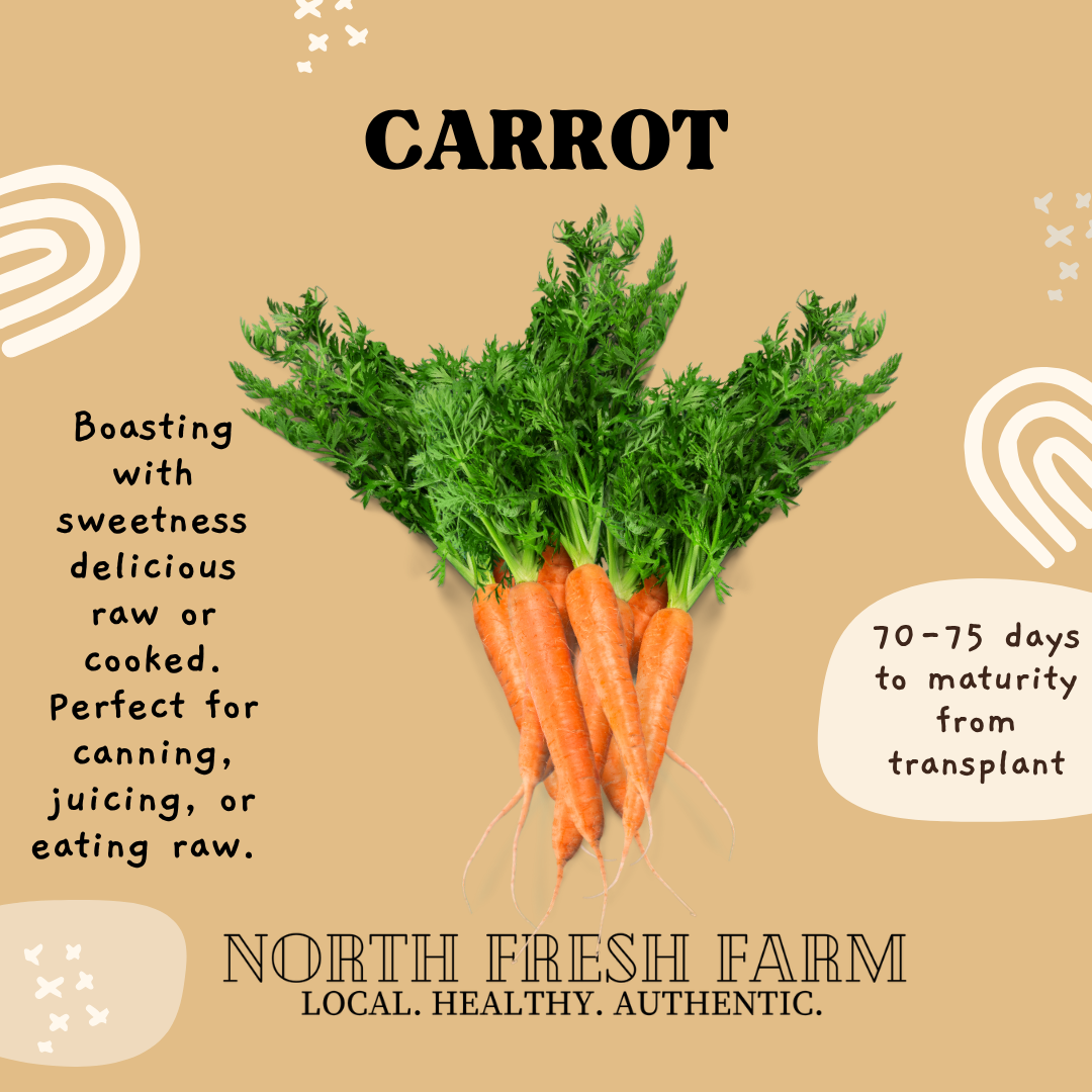 Carrot - Garden Seed