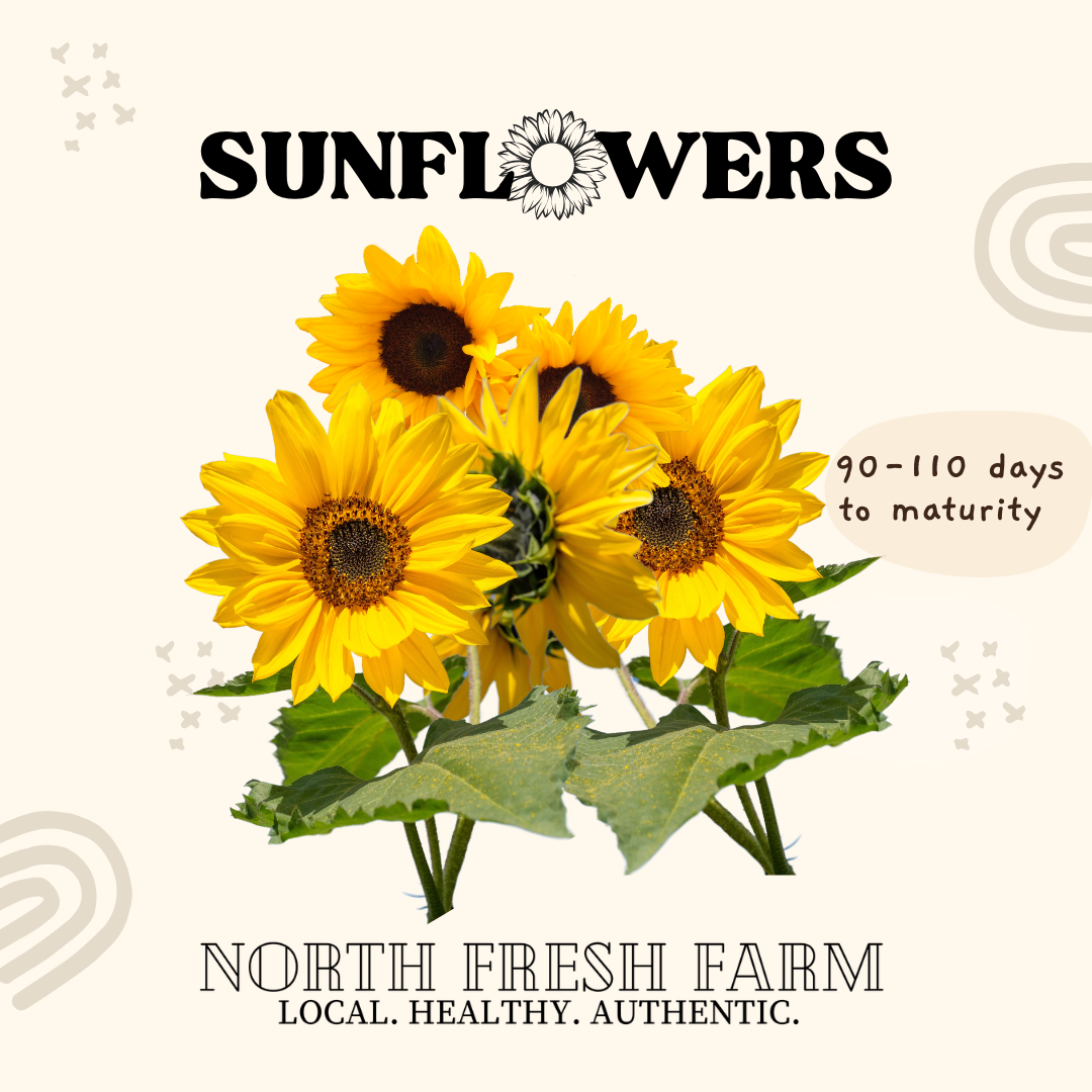 Black Oil Sunflower - Garden Seed