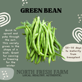 Green Bean - Garden Seed
