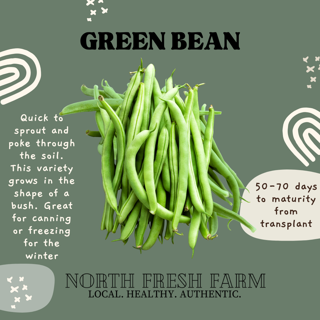 Green Bean - Garden Seed