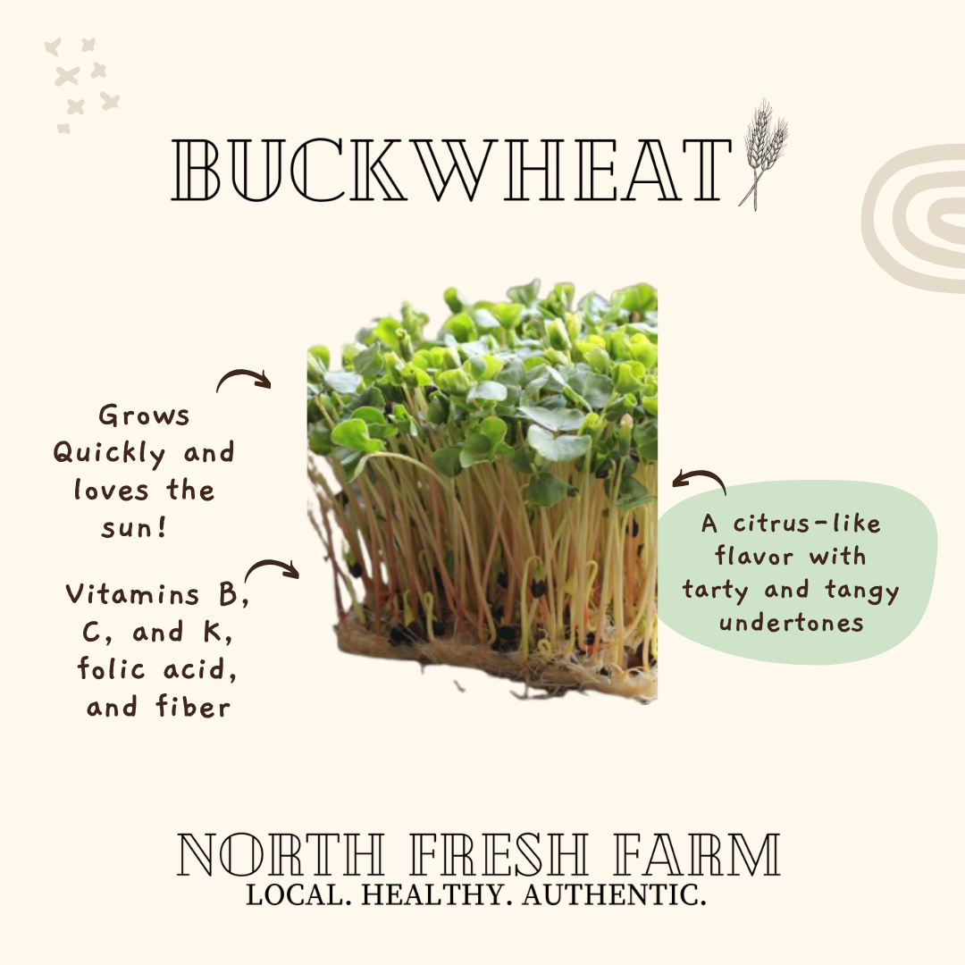 Buck Wheat Microgreens Seeds