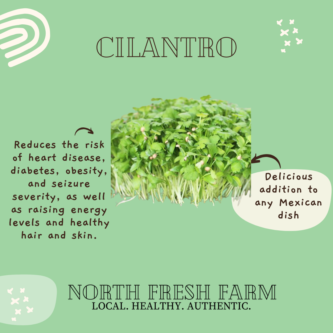 Cilantro Microgreens Seeds
