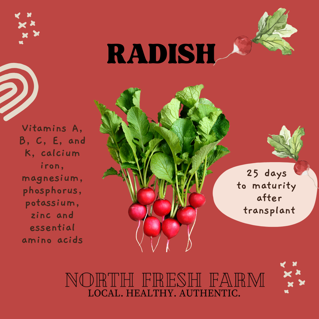 Radish - Garden Seed