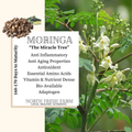 Moringa Seeds