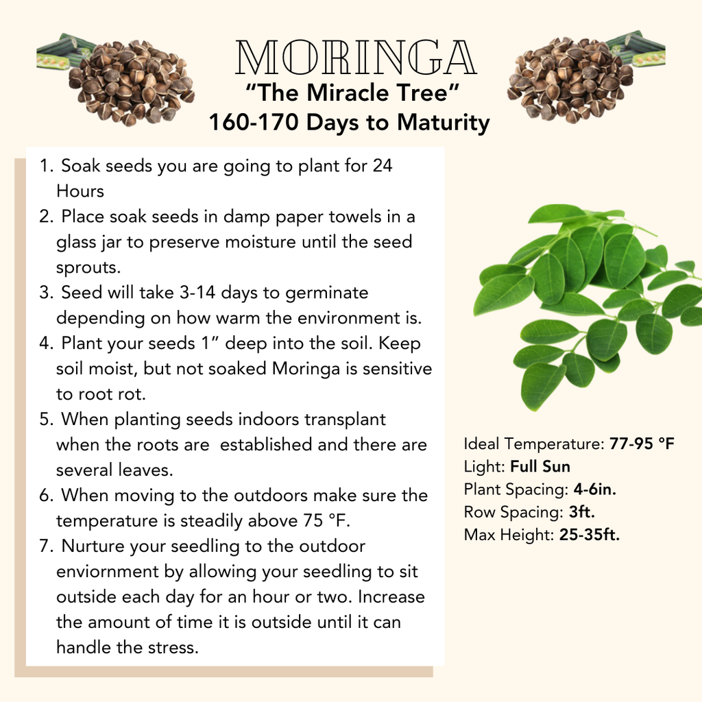 Moringa Seeds