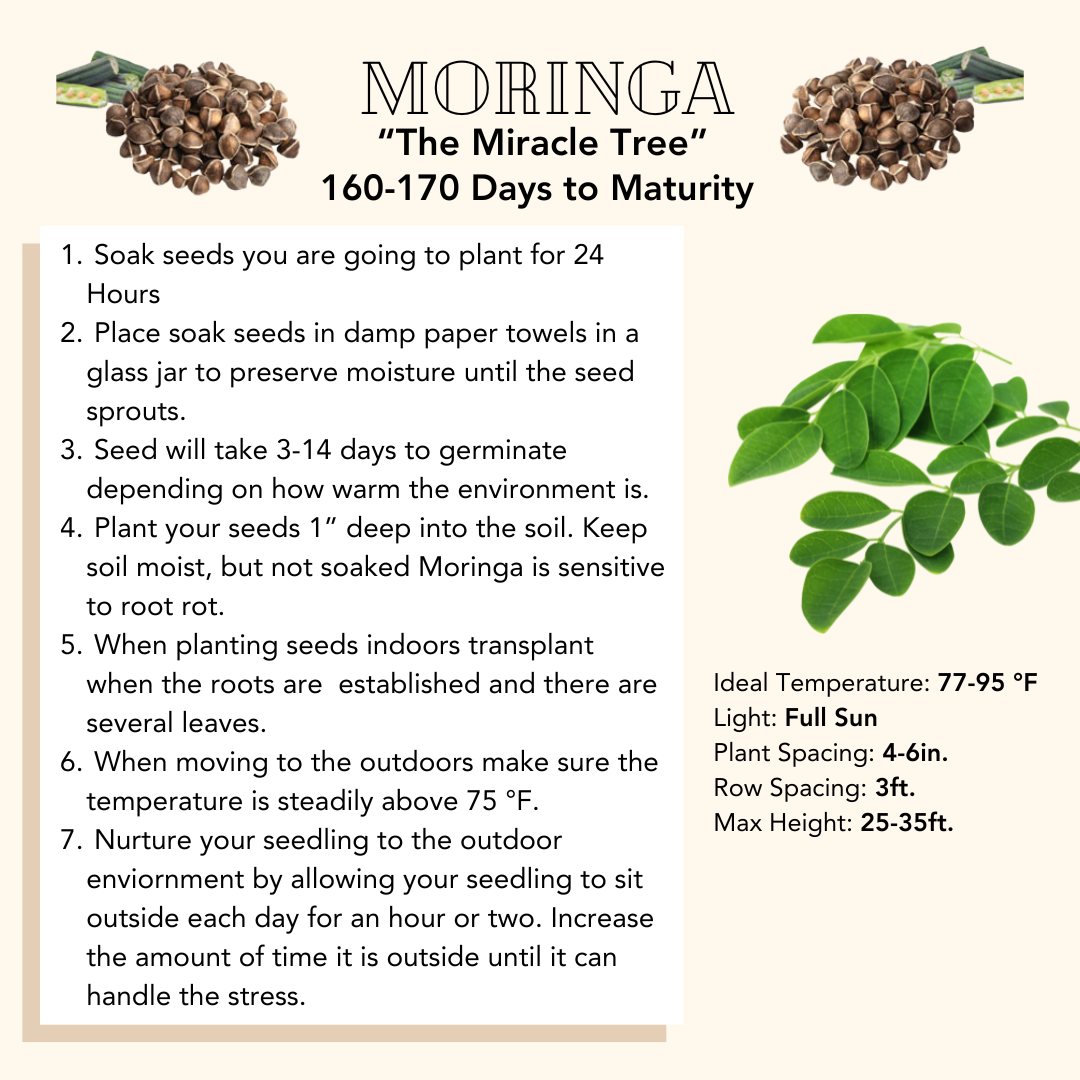 Moringa Seeds
