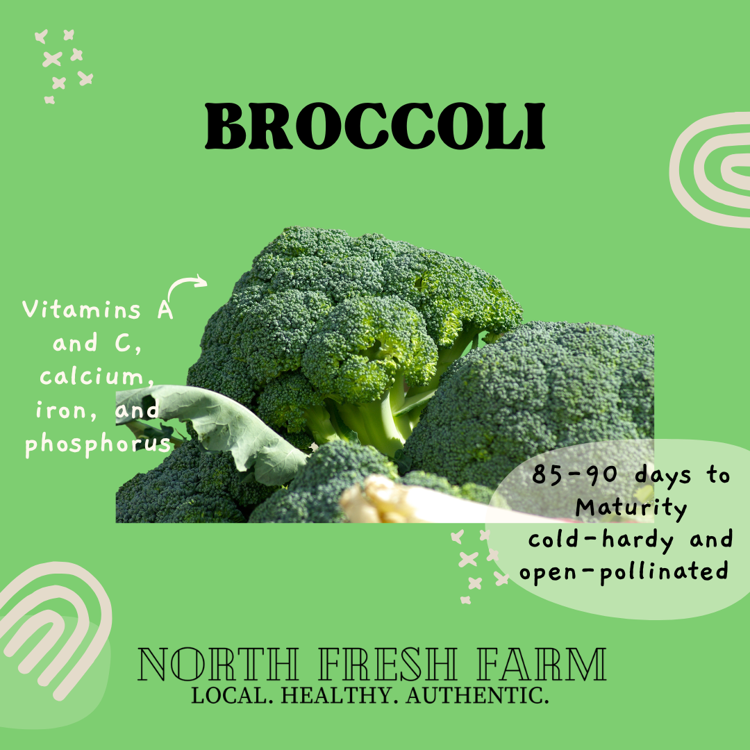 Broccoli Waltham 29 - Garden Seed