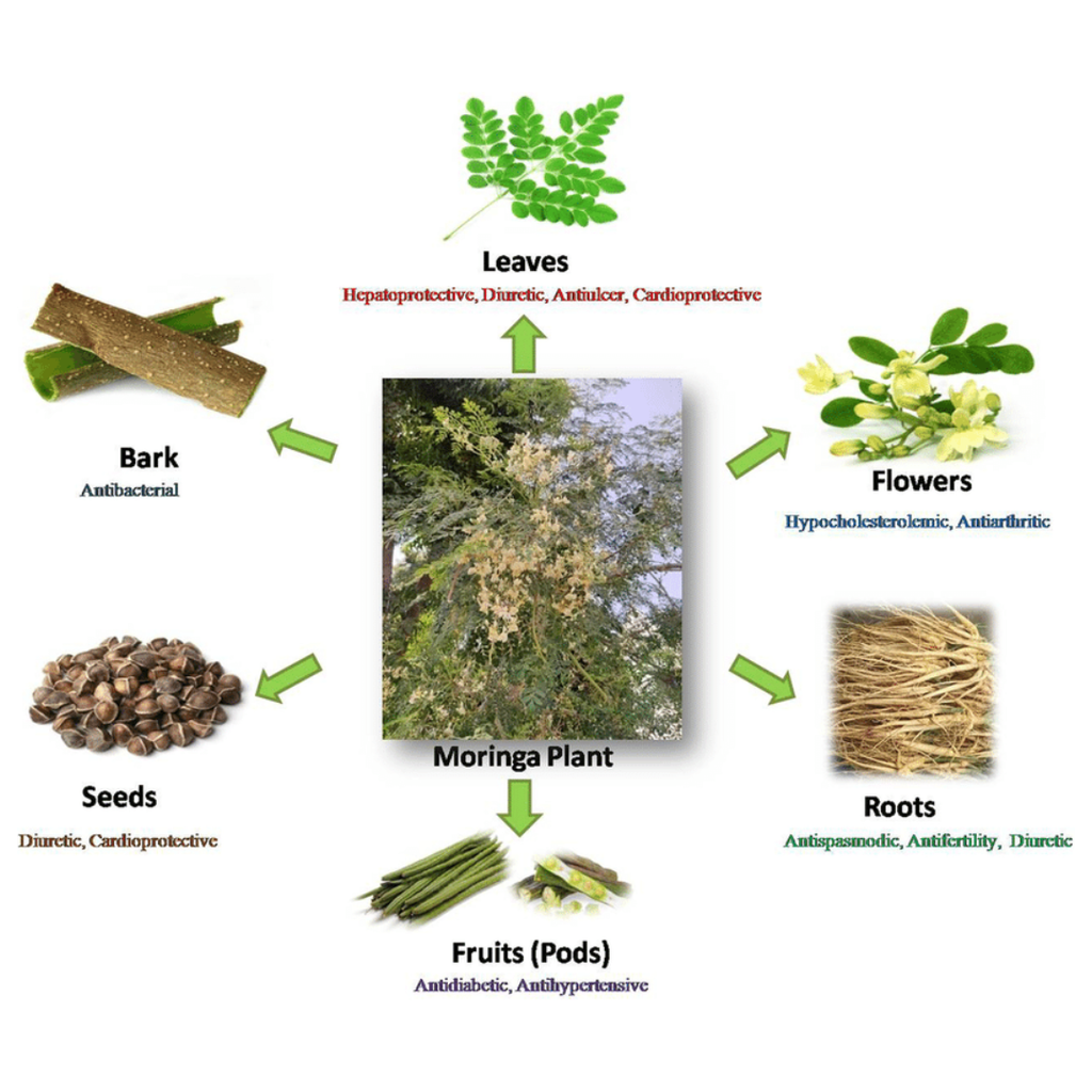 Moringa Seeds