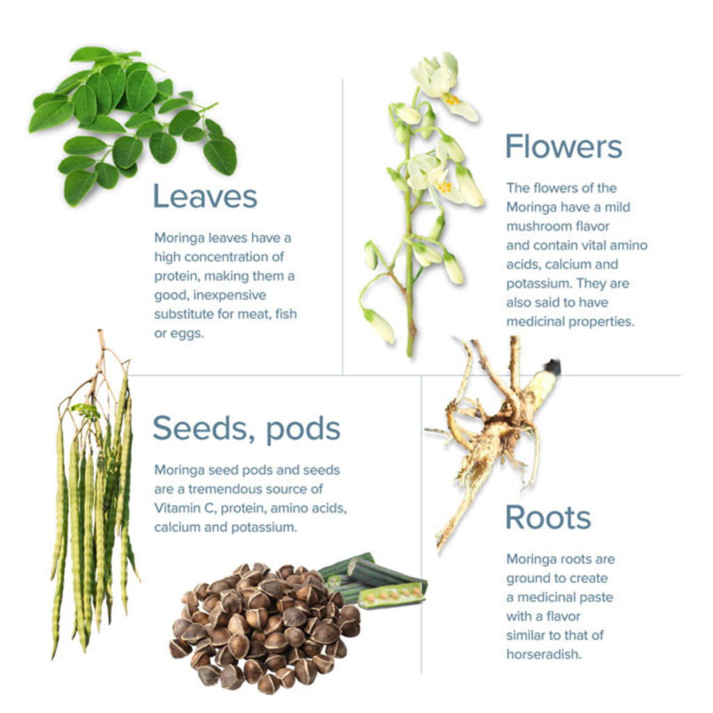 Moringa Seeds