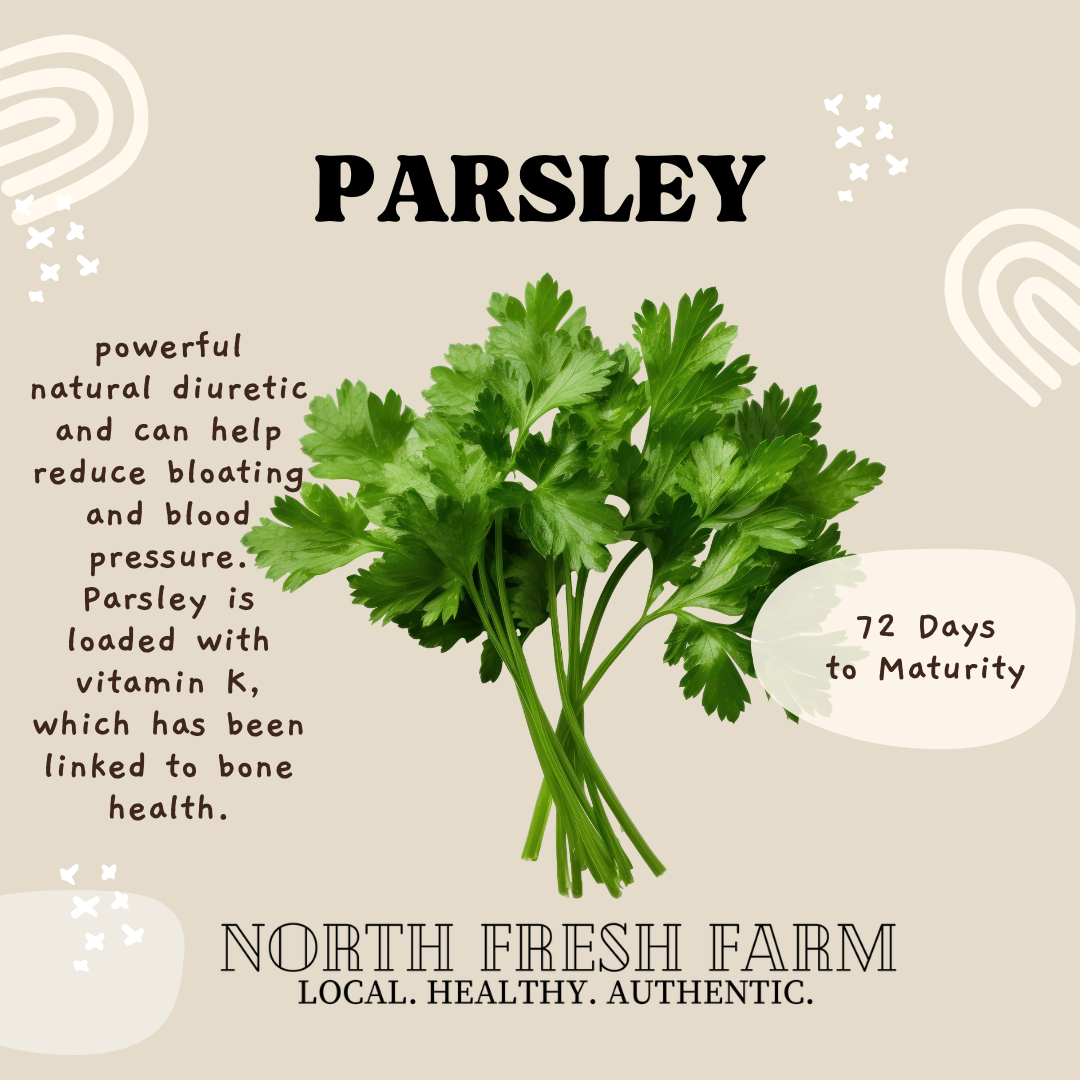 Parsley Large Leaf - Garden Seed