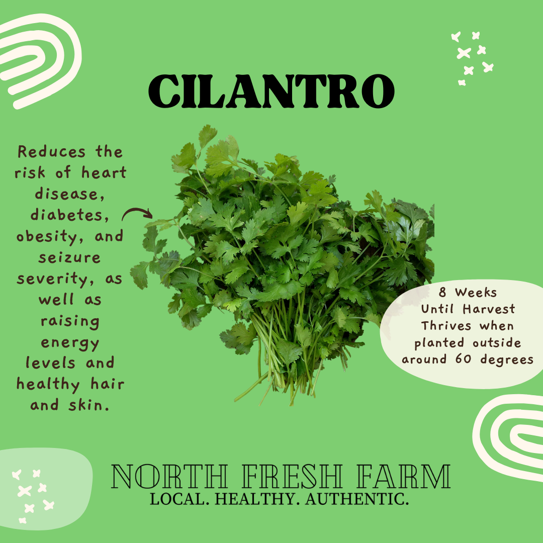 Cilantro Slow Bolt - Garden Seed