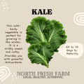 Kale Red Russian - Garden Seed