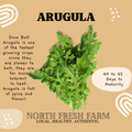 Arugula Slow Bolt - Garden Seed