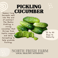 Pickling Cucumber - Garden Seed
