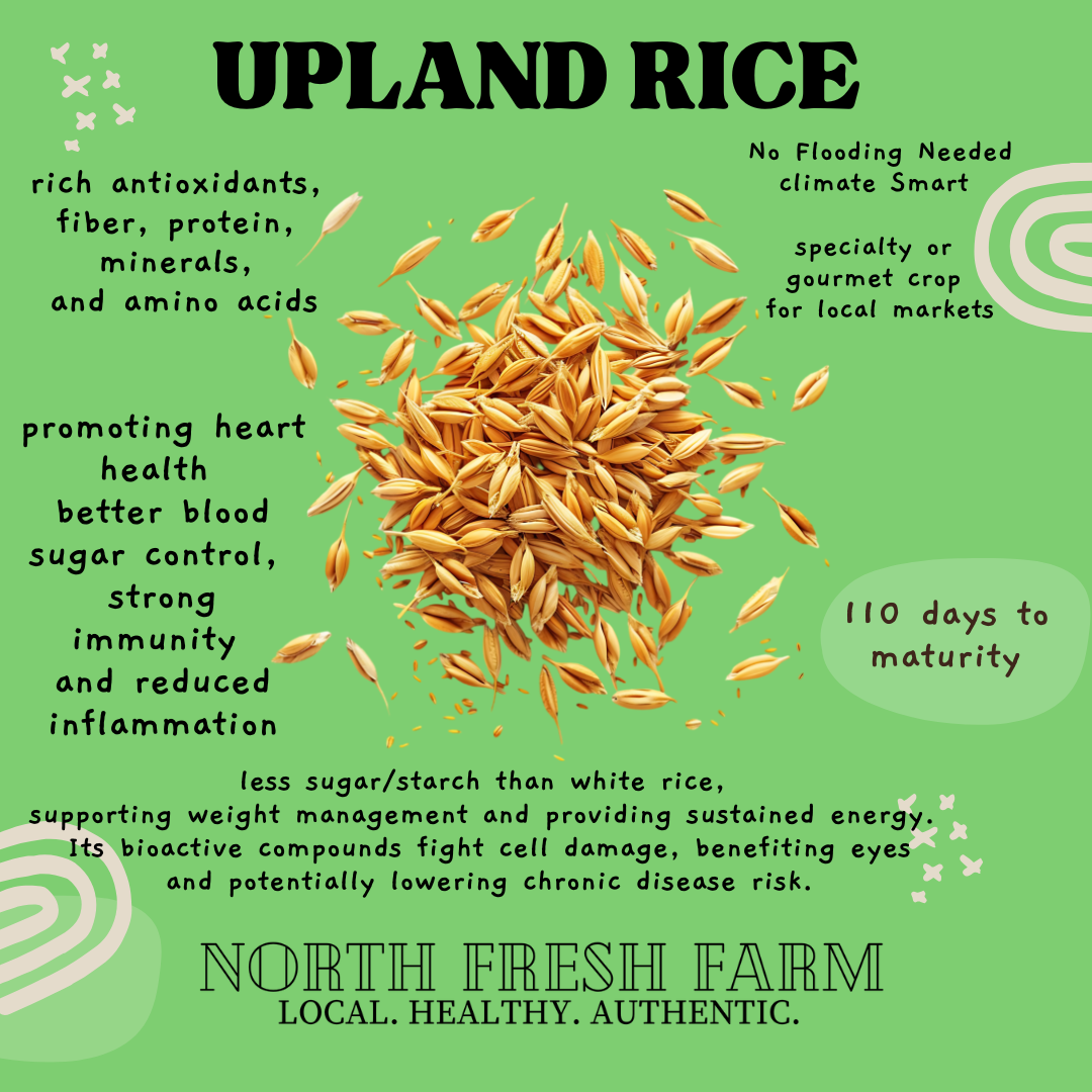 Upland Rice