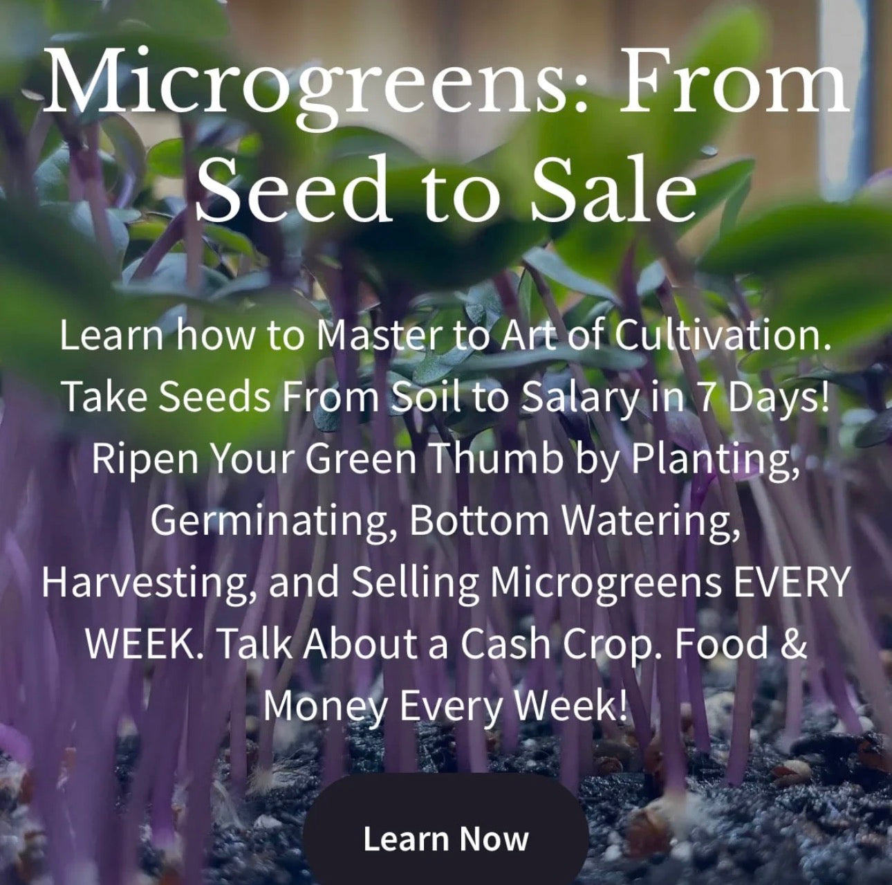 Microgreens Masterclass: From Seed to Sale GROW & SELL Microgreens