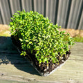 Curled Water Cress
