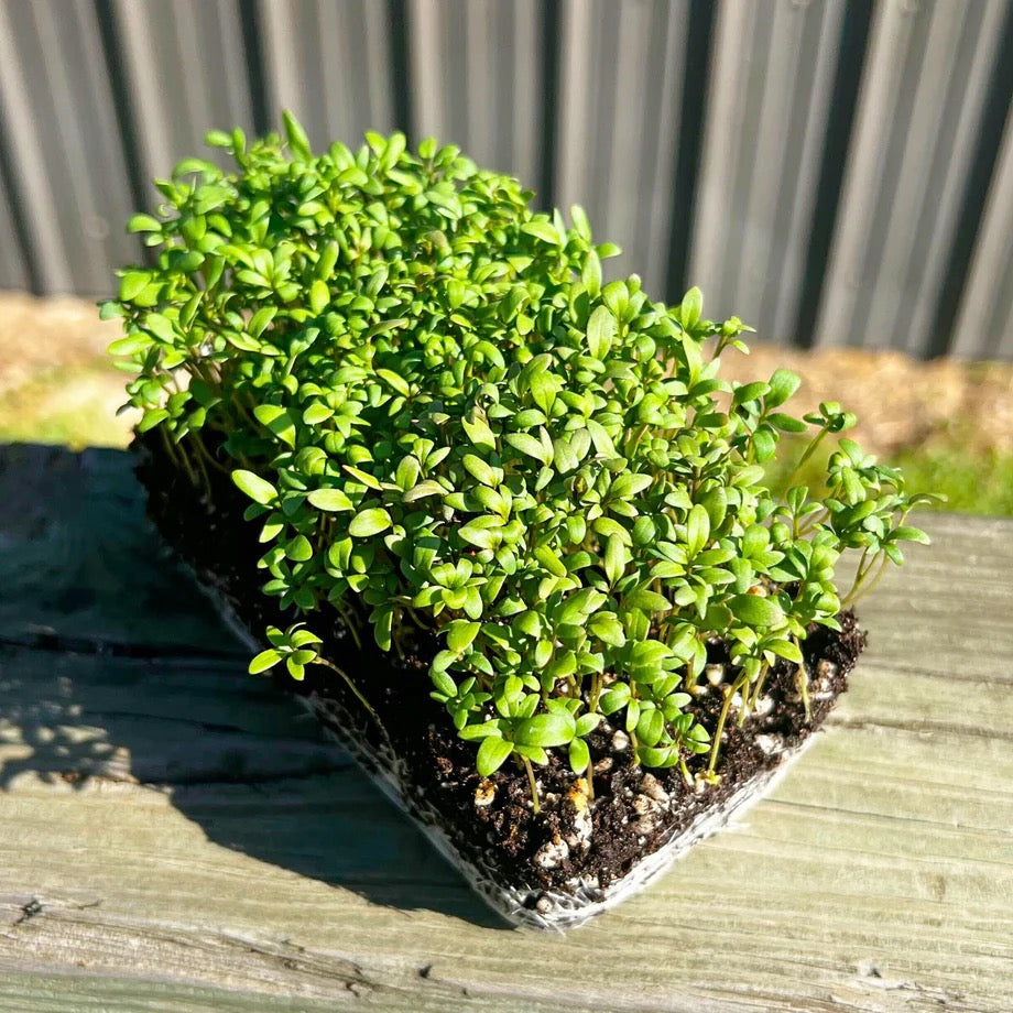 Curled Water Cress