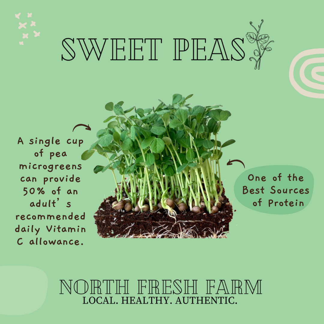 Sweet Pea Microgreens Seeds