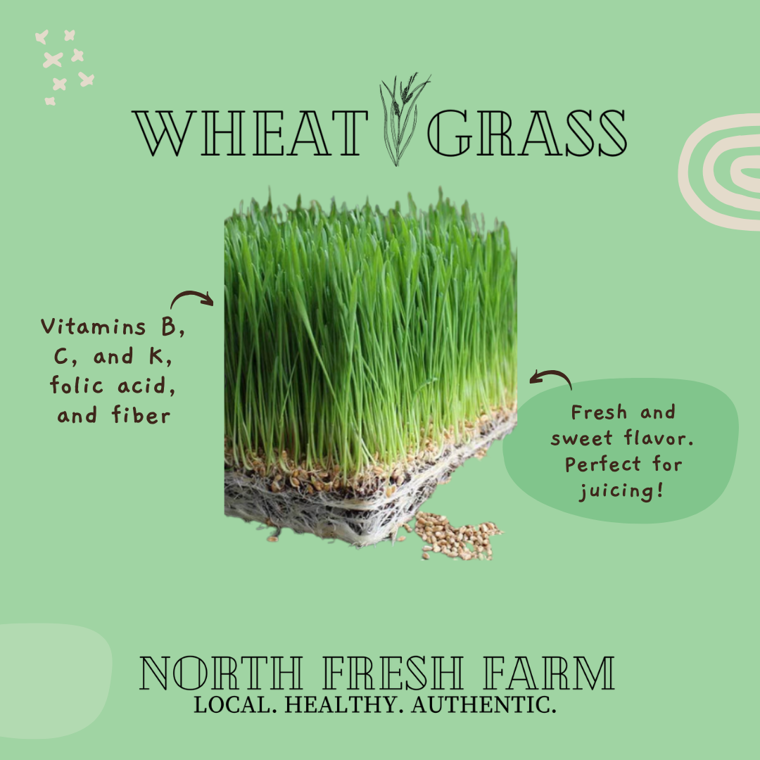 Wheat Grass Microgreens Seeds