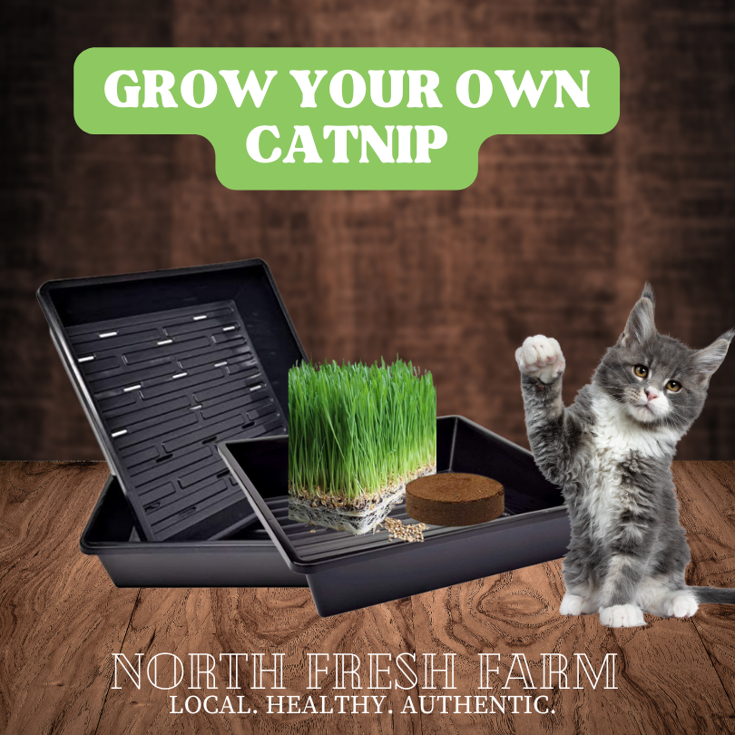 Grow Your Own Catnip: Catnip Grow Kit